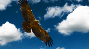 Eagle Intro